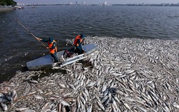 Đã tìm ra nguyên nhân cá chết hàng loạt ở các hồ Hà Nội
