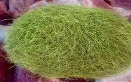 Cát lợn: 'Thần dược' 36 triệu/gram