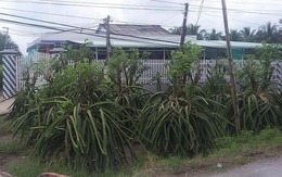Nghi vấn 3 mẹ uống thuốc sâu tử vong vì bể hụi