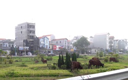 Hà Nội: Sau vụ "cắt cỏ tốn 700 tỷ", vườn hoa thành bãi chăn bò