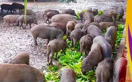 Nuôi lợn rừng online ăn Tết: Đặt trước nửa năm, thăm nuôi từng giờ
