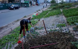 Giữa Hà thành trồng rau hốc đá như dân H'Mông