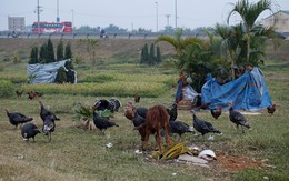 Vườn hoa giữa Hà Nội thành nơi chăn bò, thả gà