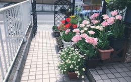 Đường vào nhà ngập sắc hoa của nàng dâu Việt trên đất Nhật