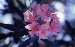 Những loại cây cảnh đẹp có độc dễ gây tử vong