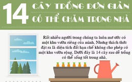 14 loại rau, củ, quả lý tưởng trồng trong nhà