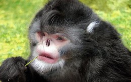 5 loài khỉ kì lạ nhất thế giới