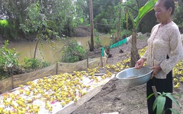 Sống đạm bạc giữa cánh đồng, nuôi vịt lấy tiền xây hàng chục căn nhà và cầu từ thiện