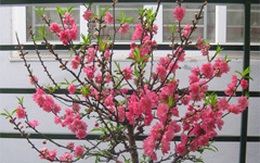 Chọn đào để không rụng hoa quá sớm