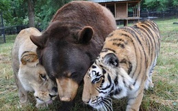 Tình bạn khăng khít của bộ ba sư tử, cọp, gấu