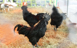 Cận cảnh những giống gà nổi tiếng có giá hàng triệu đồng/con