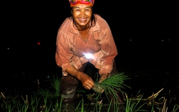 Nông dân đeo đèn pin, bật pha xe máy để cấy lúa!