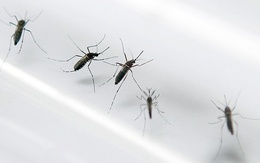 Virus Zika lây qua đường tình dục