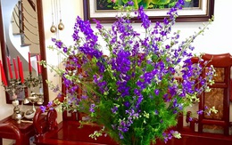 Cách cắm hoa violet tươi lâu cả tuần