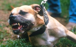 Ở Anh, chó cắn chết người chủ đi tù 14 năm