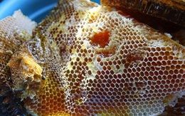 Ngộ độc vì ăn nhộng, sáp ong