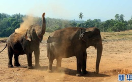 Trại trẻ mồ côi lớn nhất thế giới chỉ dành riêng cho loài voi