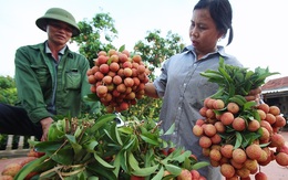 Vải thiều Bắc Giang vào chính vụ