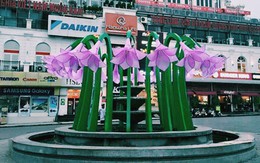 Người Hà Nội ngỡ ngàng tranh cãi không biết hoa này là hoa gì?