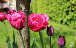 Khu vườn đẹp như tranh vẽ có hoa nở suốt 4 mùa của mẹ Việt ở Đức