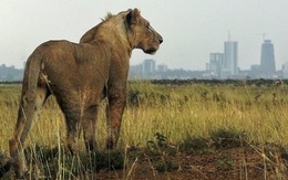 Điều trực thăng tìm 4 sư tử xổng chuồng ở thủ đô