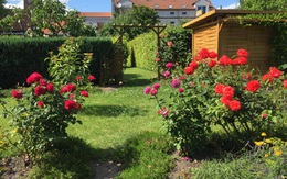Mẹ Việt mát tay chăm vườn “nghìn lẻ một” loại hồng tại Đức