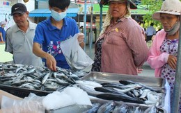 Người dân Thừa Thiên – Huế an tâm tiêu thụ cá biển trở lại