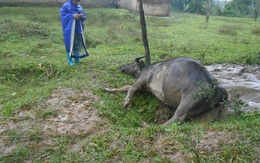 Hà Tĩnh: Trâu bò chết hàng loạt vì giá rét