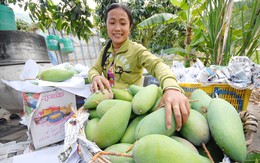 Làng tỷ phú xoài 3 màu miền Tây