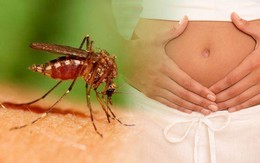 Phụ nữ từng bị nhiễm Zika, sau bao lâu mới nên có thai?