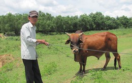 Cuộc mưu sinh hung hiểm của những thợ săn “độc nhất vô nhị” miền Trung