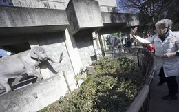 Chú voi cô đơn tại Nhật Bản đã chết sau 67 năm sống cô độc