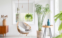 Ngôi nhà sử dụng toàn sắc trắng để trang trí và kết quả bất ngờ