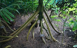 Bí ẩn về loài cây "có chân" biết đi 20 mét mỗi năm