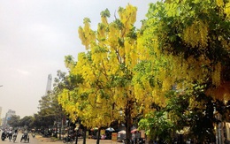 Đã mắt với những con đường hoa "bọ cạp nước" ở Sài Gòn