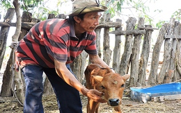 Người dân bất lực nhìn hàng trăm con bò chết vì đại hạn