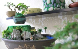 Bonsai tiền triệu bay lơ lửng hút khách