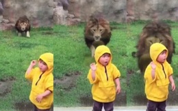 Giây phút đáng sợ khi sư tử hung dữ lao về phía em bé Nhật Bản