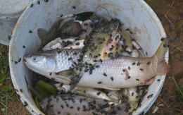 Cá chết hàng loạt trên sông Bùng: Người dân nghi do nguồn nước