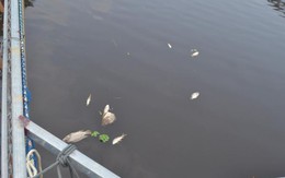 Nghệ An: Cá chết bất thường trên sông Bùng vì... thiếu oxy