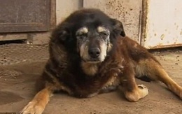 Gương mặt buồn thiu trước khi qua đời của cô chó già nhất thế giới