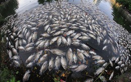 Clip cá chết nổi trắng hồ giữa trung tâm Đà Nẵng