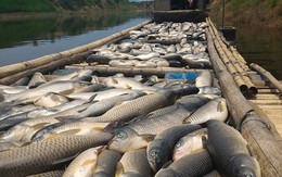 Vụ cá chết trên sông Bưởi: Phạt "thủ phạm" gần 500 triệu đồng
