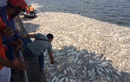 Vụ cá Hồ Tây chết hàng loạt: Xác định có 24 cửa xả xuống hồ