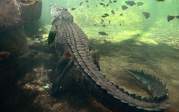 Nữ du khách Australia bị cá sấu lôi đi khi tắm biển