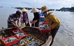 Bộ Y tế công bố những loại hải sản an toàn ở 4 tỉnh miền Trung