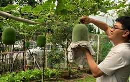 Phát thèm với vườn cây trái sai lúc lỉu của bà mẹ Việt kiều