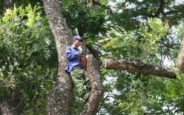 Hà Nội: Bắt đầu "hạ" hơn 100 cây cổ thụ trên đường Kim Mã