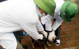 Vụ 40 người bị chó dại cắn: Nghệ An tiêm phòng dại cho 2.200 con chó