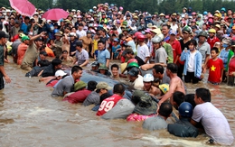 Vì sao hàng nghìn người chung tay giải cứu cá voi ở Nghệ An?